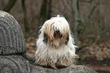 TERRIER DU TIBET 410